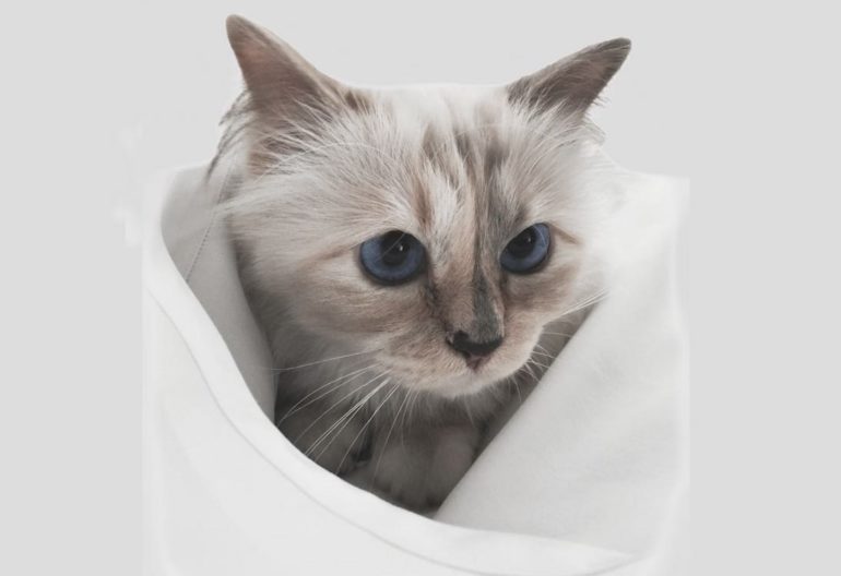 choupette milliardaire karl lagerfeld